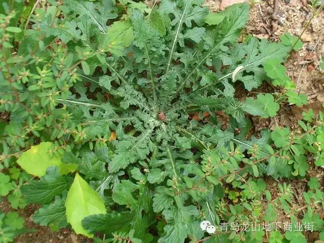 soga是什么意思，男生说soga是什么意思（青岛地区常见的野花野草之一）