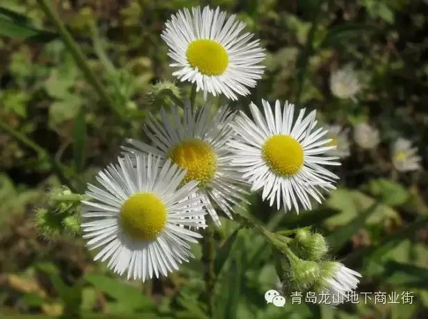 soga是什么意思，男生说soga是什么意思（青岛地区常见的野花野草之一）