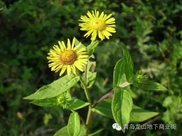 soga是什么意思，男生说soga是什么意思（青岛地区常见的野花野草之一）