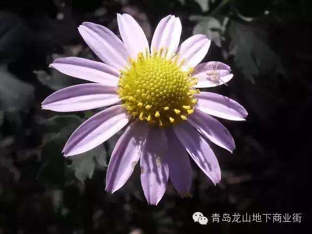 soga是什么意思，男生说soga是什么意思（青岛地区常见的野花野草之一）