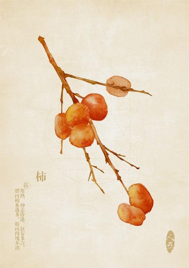 人参图片，手绘草本（人参图片简笔画）