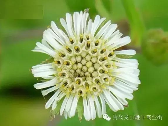 soga是什么意思，男生说soga是什么意思（青岛地区常见的野花野草之一）