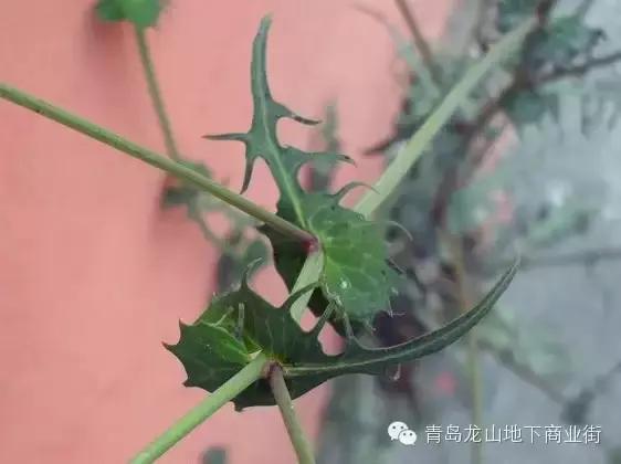 soga是什么意思，男生说soga是什么意思（青岛地区常见的野花野草之一）