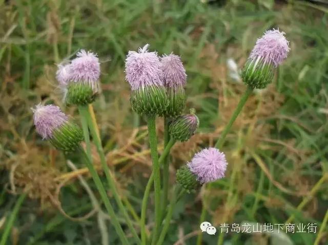 soga是什么意思，男生说soga是什么意思（青岛地区常见的野花野草之一）