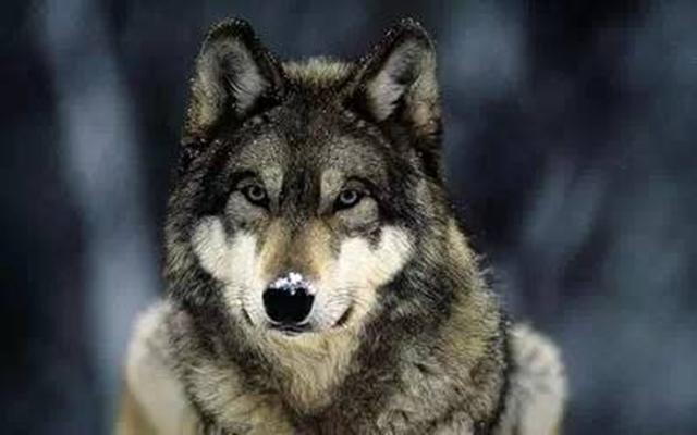 梦见狼狗是什么预兆，梦见狼狗的征兆（狼狗的野性到底怎么样）