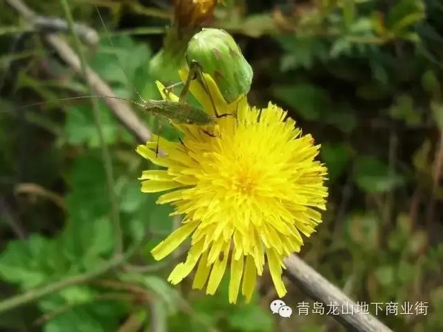 soga是什么意思，男生说soga是什么意思（青岛地区常见的野花野草之一）