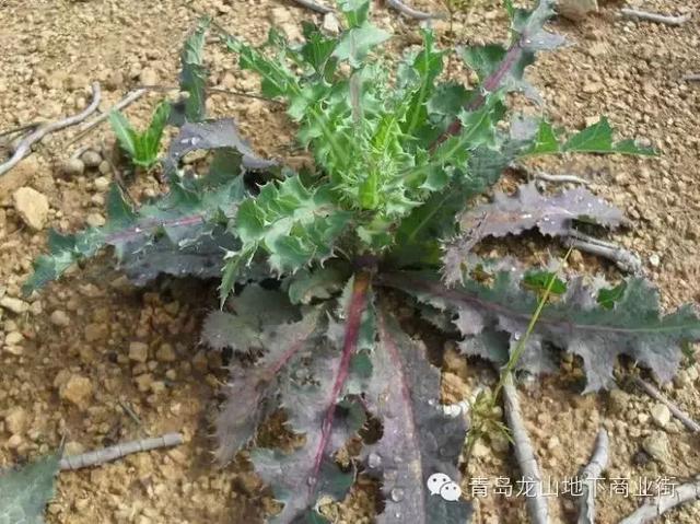 soga是什么意思，男生说soga是什么意思（青岛地区常见的野花野草之一）