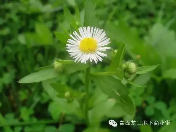 soga是什么意思，男生说soga是什么意思（青岛地区常见的野花野草之一）