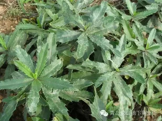 soga是什么意思，男生说soga是什么意思（青岛地区常见的野花野草之一）