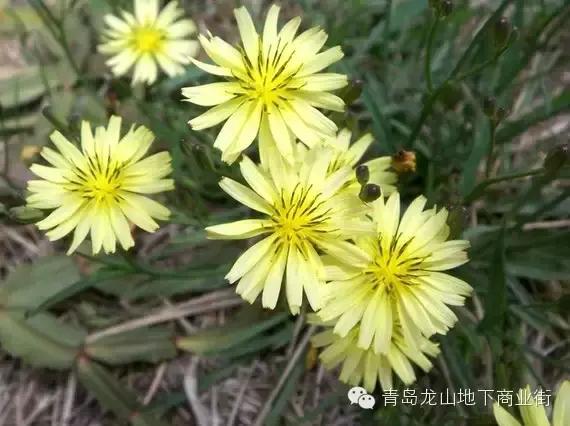 soga是什么意思，男生说soga是什么意思（青岛地区常见的野花野草之一）