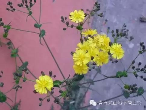 soga是什么意思，男生说soga是什么意思（青岛地区常见的野花野草之一）