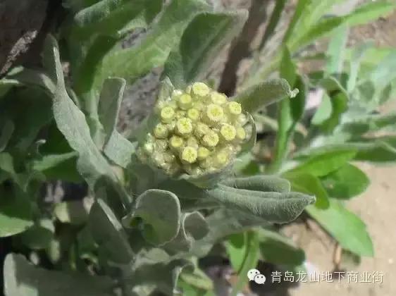 soga是什么意思，男生说soga是什么意思（青岛地区常见的野花野草之一）