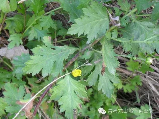 soga是什么意思，男生说soga是什么意思（青岛地区常见的野花野草之一）