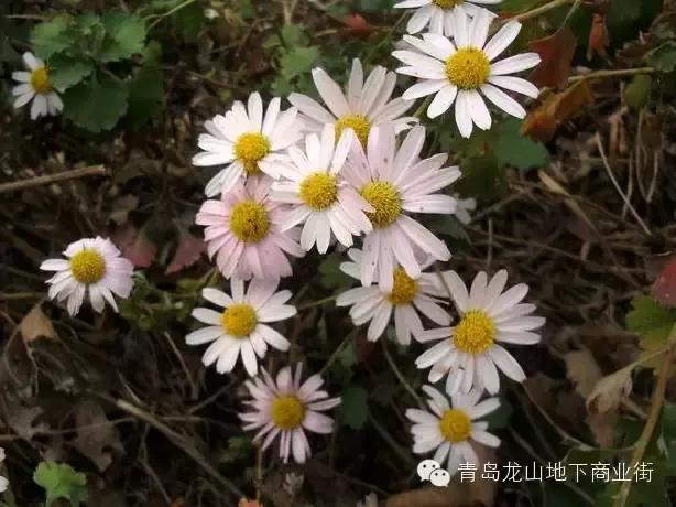 soga是什么意思，男生说soga是什么意思（青岛地区常见的野花野草之一）