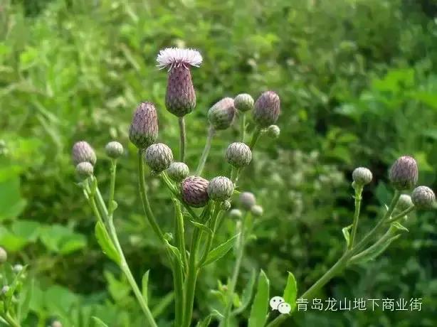 soga是什么意思，男生说soga是什么意思（青岛地区常见的野花野草之一）