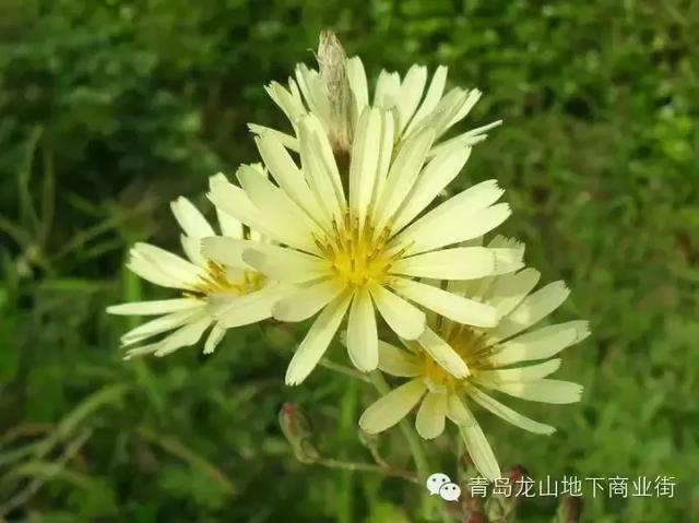 soga是什么意思，男生说soga是什么意思（青岛地区常见的野花野草之一）