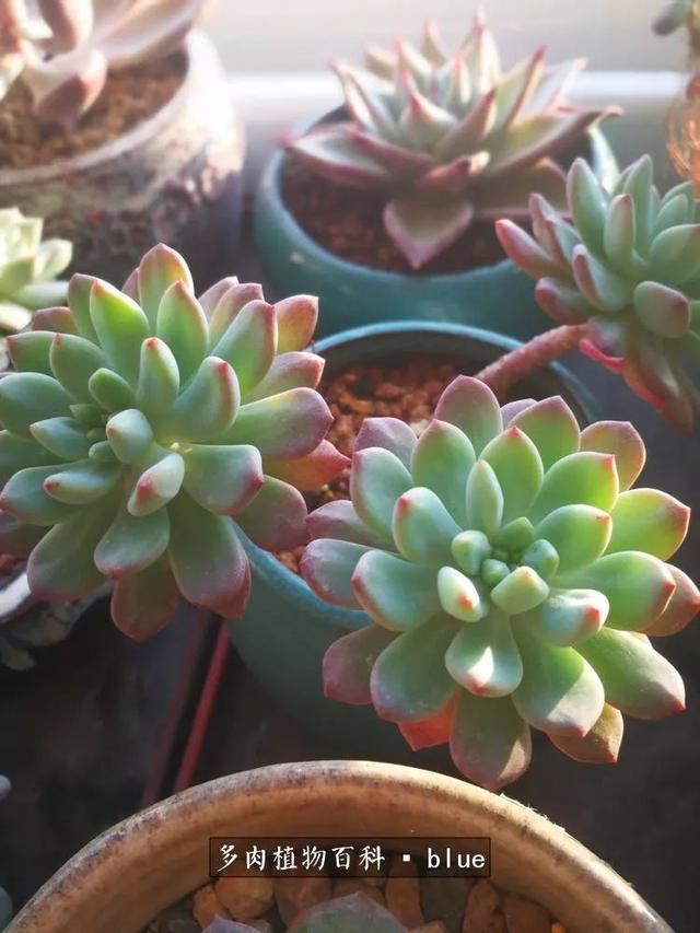 一棵幸福的多肉，收拾拥挤热闹的花花草草