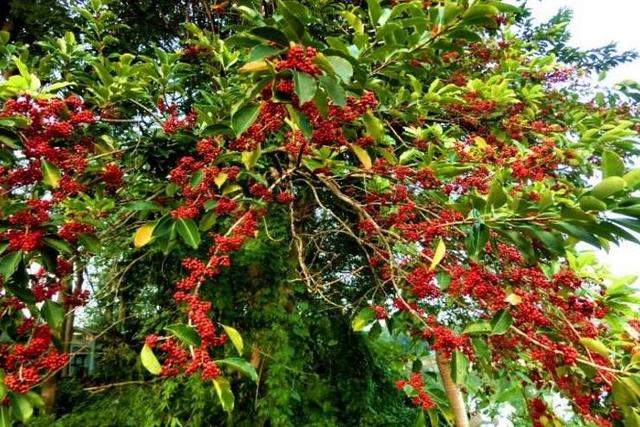 红果冬青树的种植方法，红果冬青扦插及播种繁殖方式