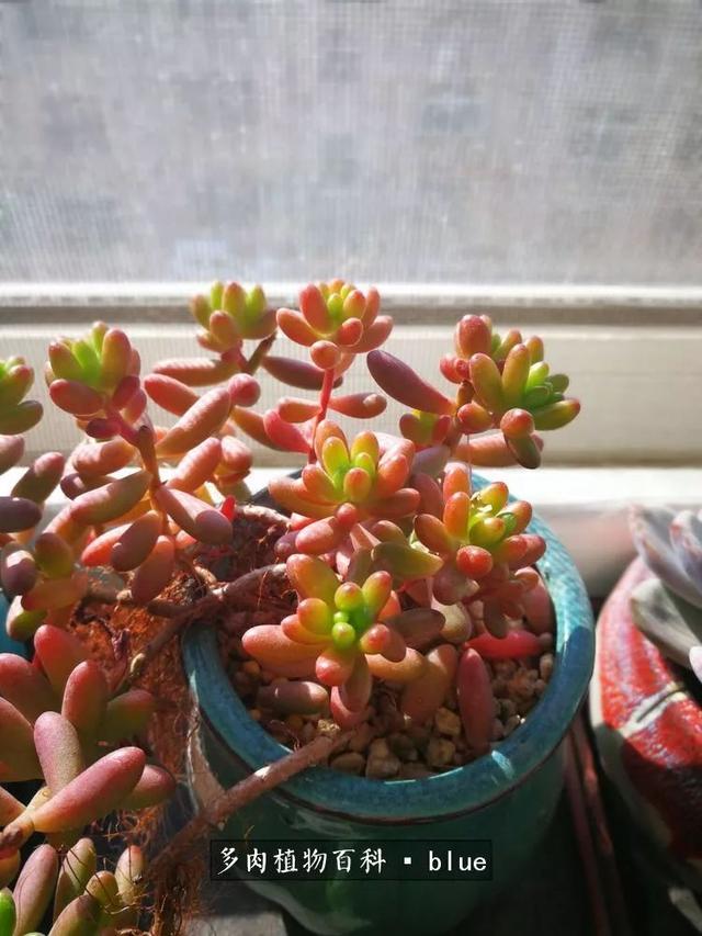 一棵幸福的多肉，收拾拥挤热闹的花花草草