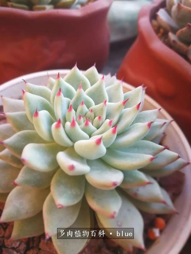 一棵幸福的多肉，收拾拥挤热闹的花花草草