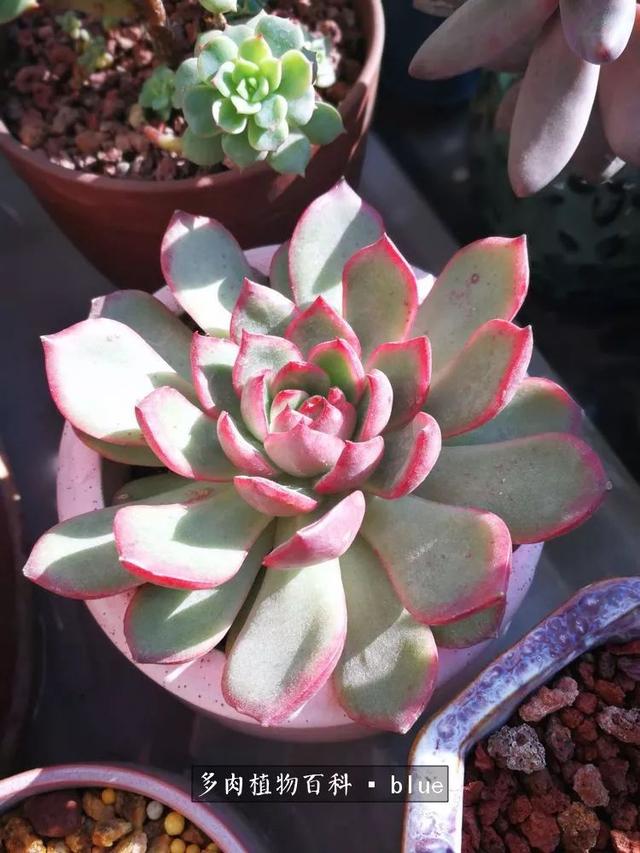 一棵幸福的多肉，收拾拥挤热闹的花花草草