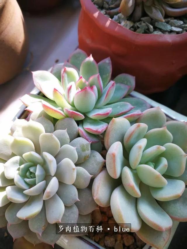 一棵幸福的多肉，收拾拥挤热闹的花花草草