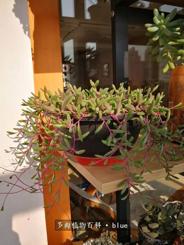一棵幸福的多肉，收拾拥挤热闹的花花草草