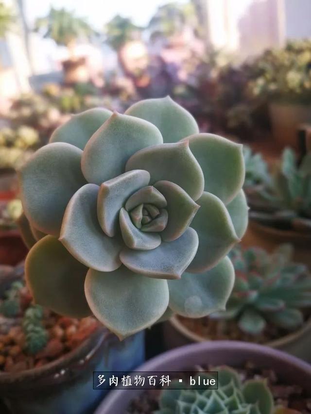 一棵幸福的多肉，收拾拥挤热闹的花花草草