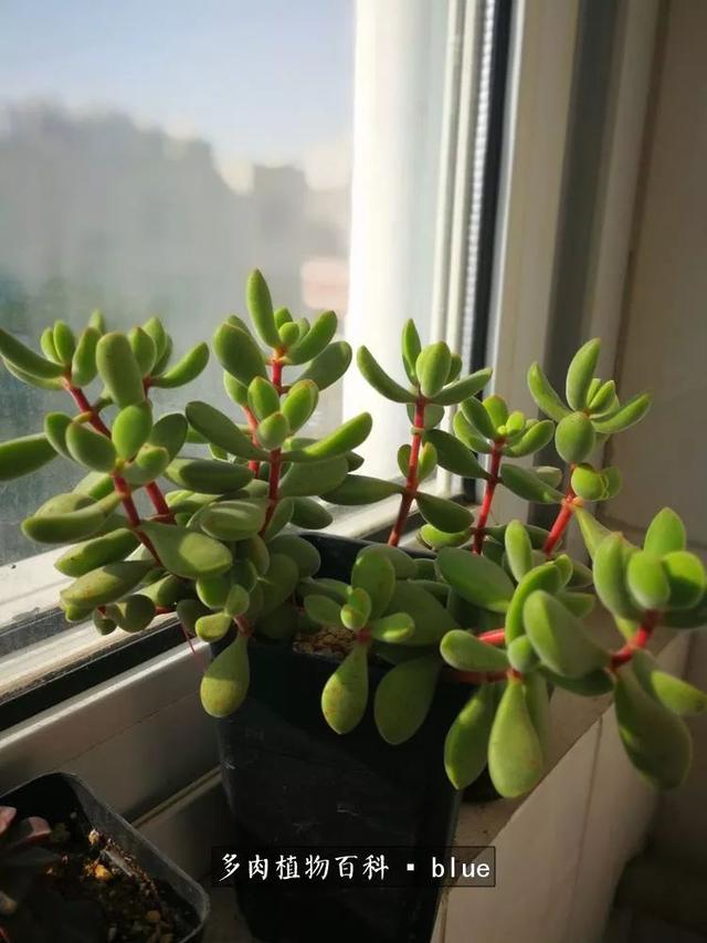 一棵幸福的多肉，收拾拥挤热闹的花花草草
