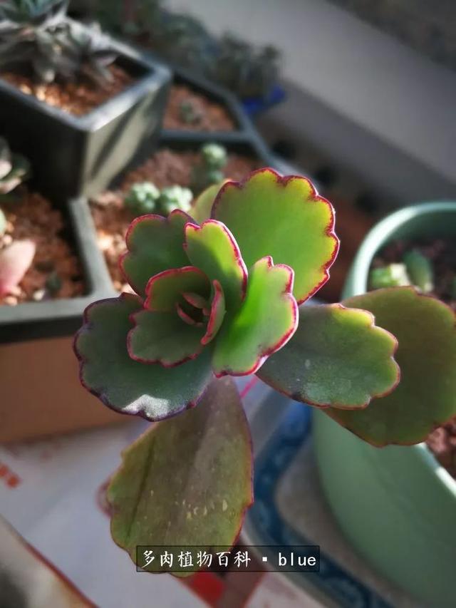 一棵幸福的多肉，收拾拥挤热闹的花花草草
