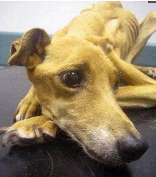 格力犬多少钱能买到，格力犬300元（以一种作死的方式结束了它安逸的一生）