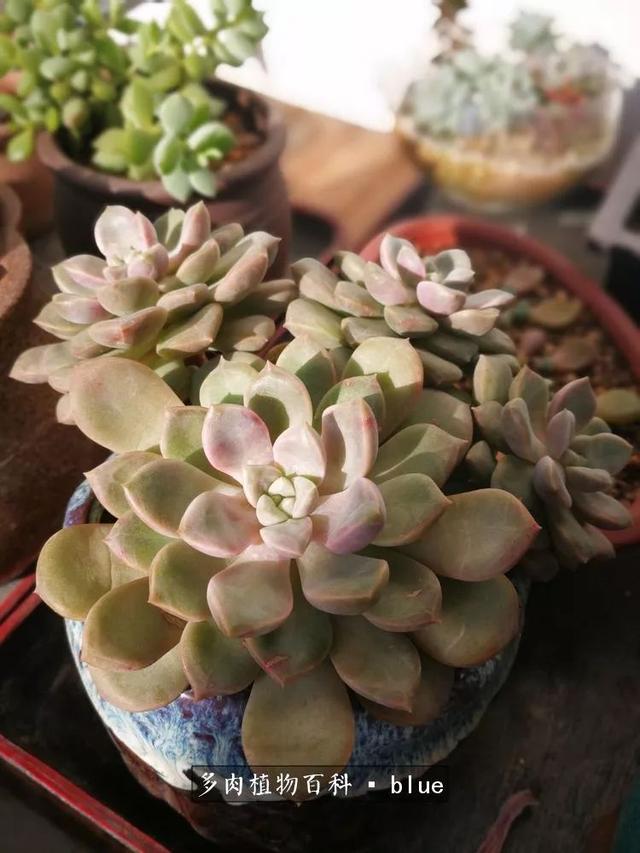 一棵幸福的多肉，收拾拥挤热闹的花花草草
