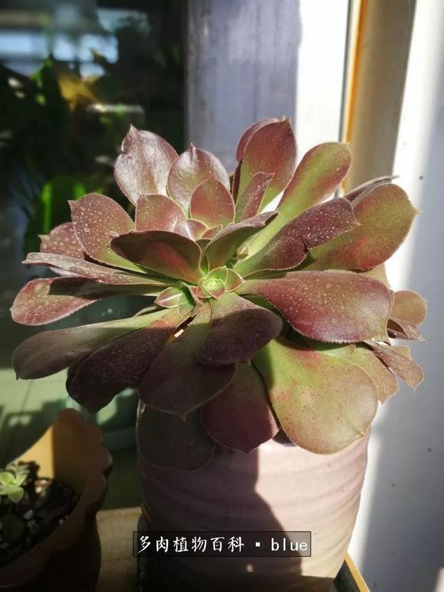 一棵幸福的多肉，收拾拥挤热闹的花花草草