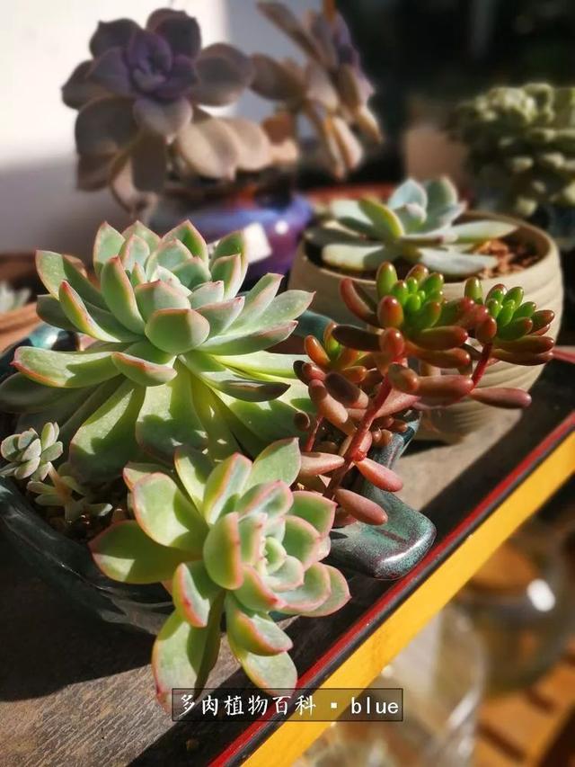 一棵幸福的多肉，收拾拥挤热闹的花花草草