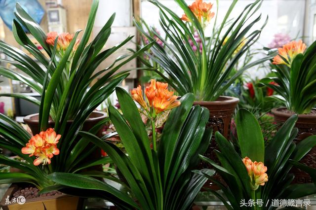 属猪适合戴金还是银，属猪的人戴金好还是银好（非常详尽的真正日常的风水常识）