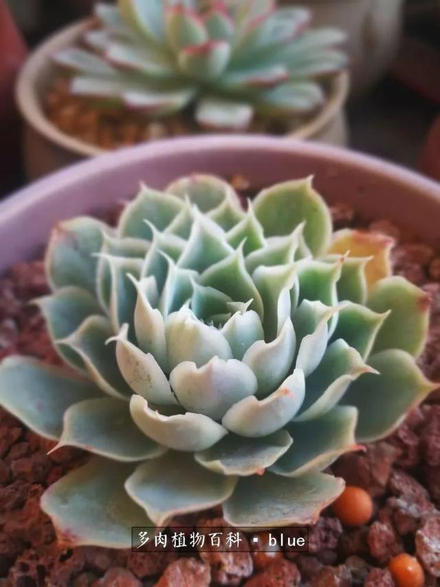 一棵幸福的多肉，收拾拥挤热闹的花花草草