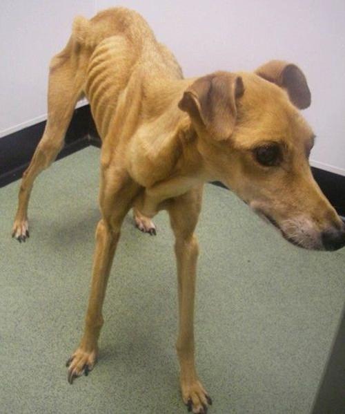 格力犬多少钱能买到，格力犬300元（以一种作死的方式结束了它安逸的一生）
