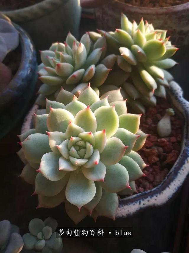 一棵幸福的多肉，收拾拥挤热闹的花花草草