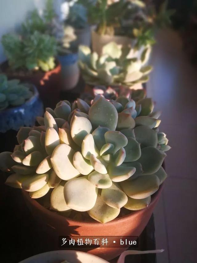 一棵幸福的多肉，收拾拥挤热闹的花花草草