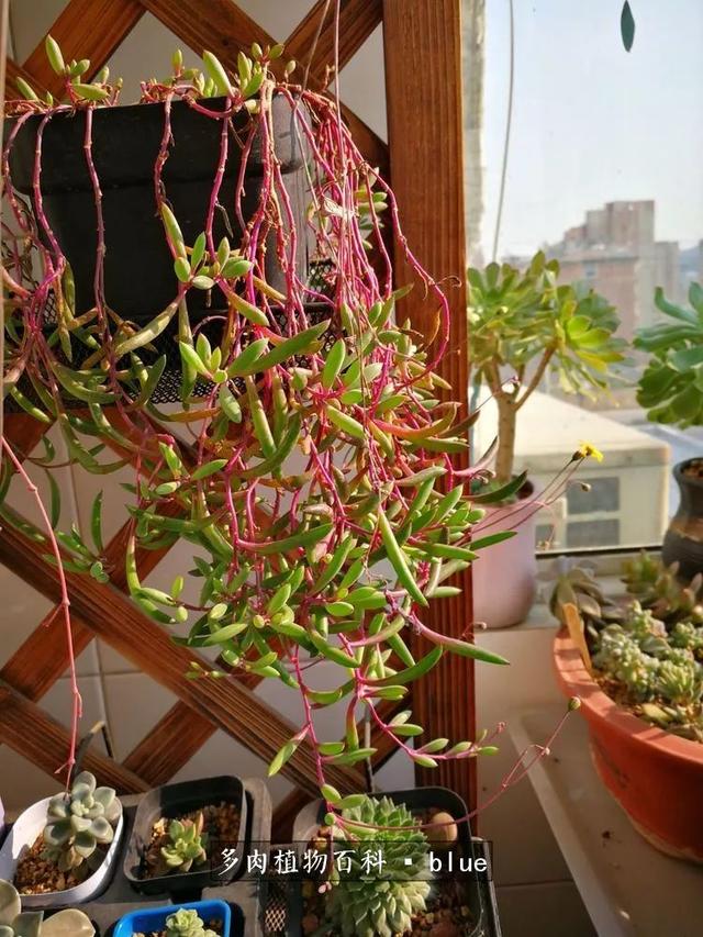 一棵幸福的多肉，收拾拥挤热闹的花花草草