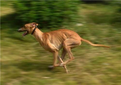 格力犬多少钱能买到，格力犬300元（以一种作死的方式结束了它安逸的一生）