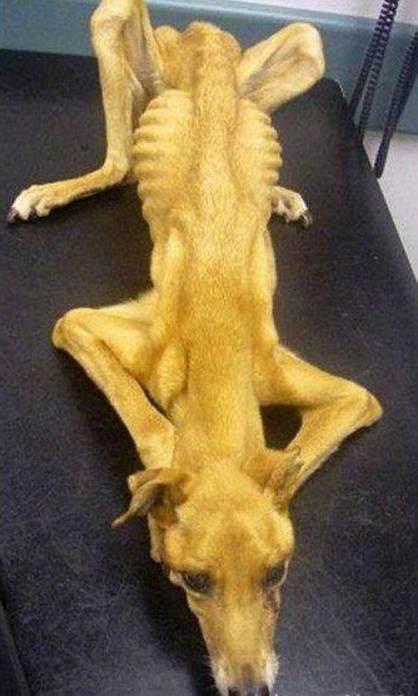 格力犬多少钱能买到，格力犬300元（以一种作死的方式结束了它安逸的一生）
