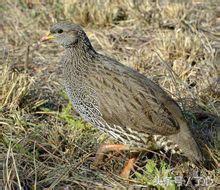 鹧鸪是保护动物吗，鸪鸪鸟是保护动物么（关于鹧鸪的知识）