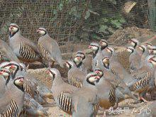 鹧鸪是保护动物吗，鸪鸪鸟是保护动物么（关于鹧鸪的知识）
