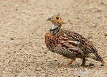 鹧鸪是保护动物吗，鸪鸪鸟是保护动物么（关于鹧鸪的知识）
