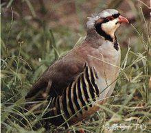 鹧鸪是保护动物吗，鸪鸪鸟是保护动物么（关于鹧鸪的知识）