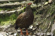 鹧鸪是保护动物吗，鸪鸪鸟是保护动物么（关于鹧鸪的知识）