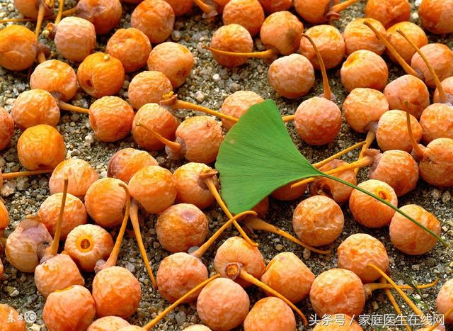 银杏果的功效与作用及食用方法，小小银杏果还能有这4大功效