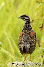 鹧鸪是保护动物吗，鸪鸪鸟是保护动物么（关于鹧鸪的知识）