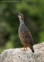 鹧鸪是保护动物吗，鸪鸪鸟是保护动物么（关于鹧鸪的知识）